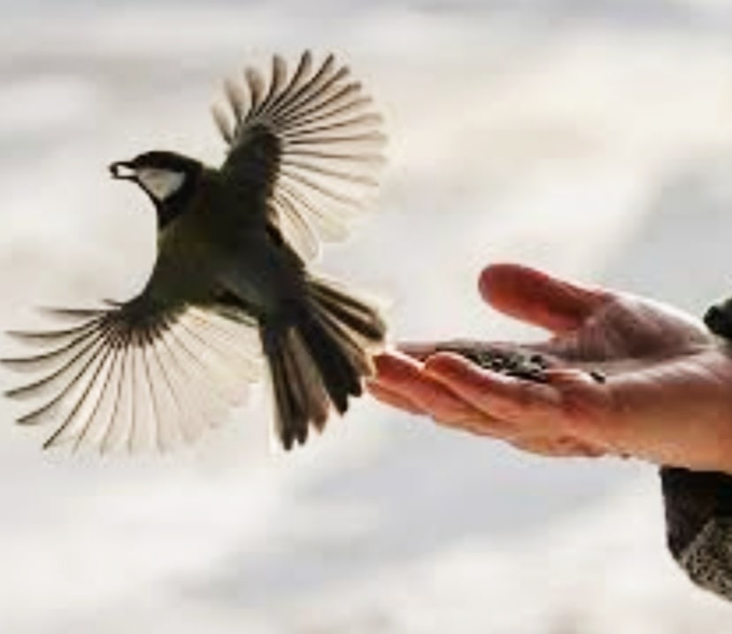 Защита и помощь человека птицам. Птица свободы. Птица на руке. Птица на ладони. Человек птица.